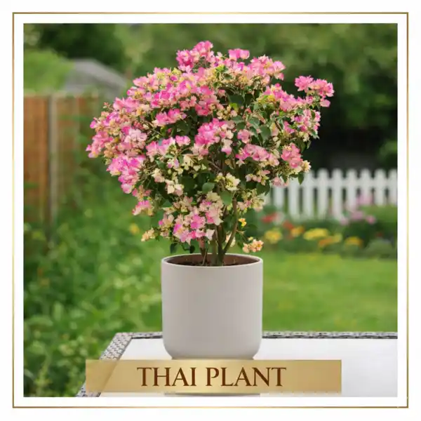 Thai Plants.png